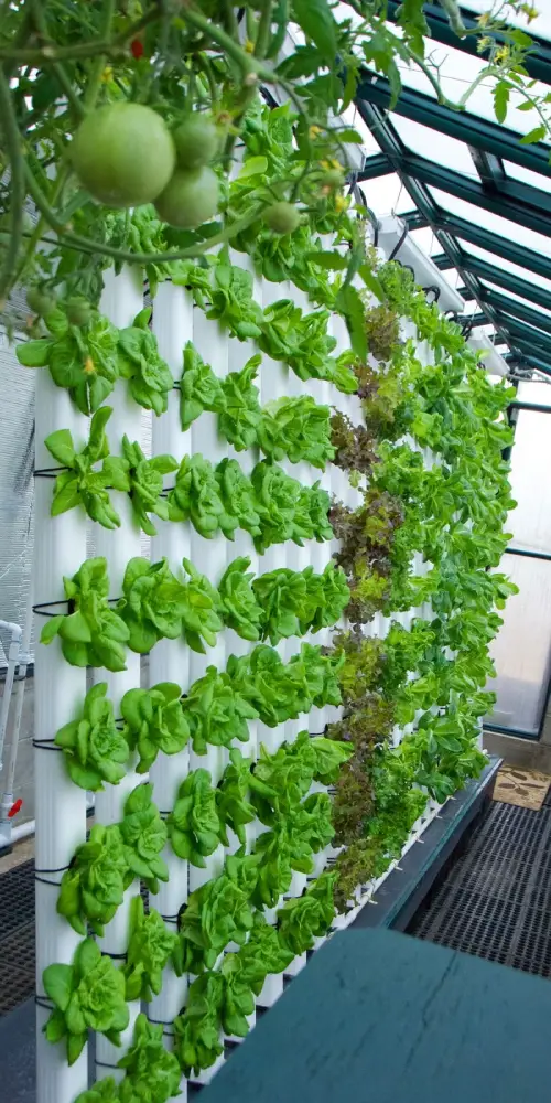 Aquaponics System
